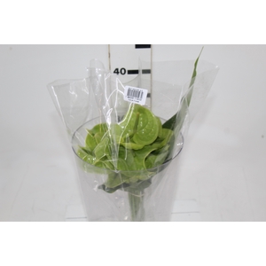 ANTHURIUM MIDORI 6/7.5 025 CM DIAM MIN 6 CM VERDE