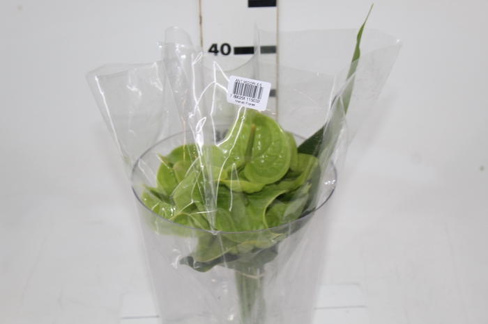 <h4>ANTHURIUM MIDORI 6/7.5 025 CM DIAM MIN 6 CM VERDE</h4>