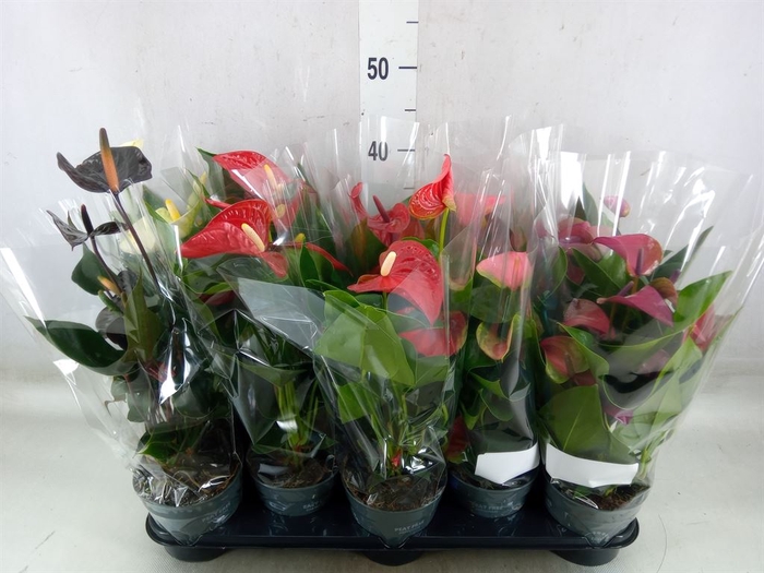 <h4>Anthurium   ...mix</h4>