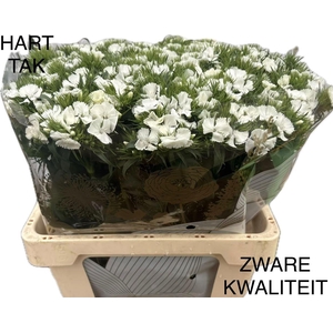 Di Barb S Will White
