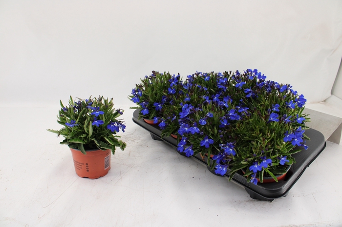 <h4>LOBE ER HOT BLUE</h4>