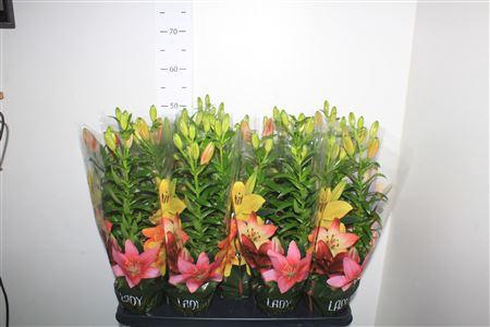 <h4>Lil As Tiny Rocket 3pp</h4>