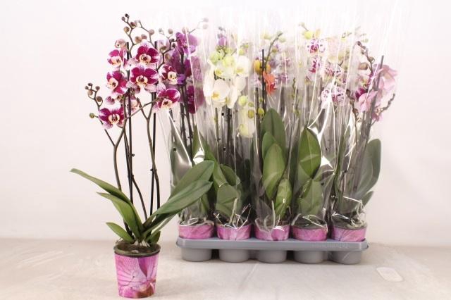 <h4>PHAL GEM 5 KL</h4>