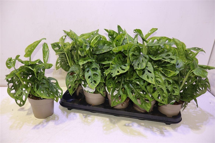 <h4>Monstera Adansonii</h4>