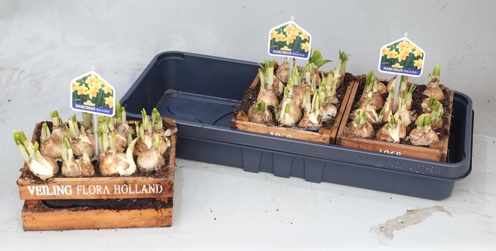 <h4>ARR N TETE A TETE</h4>