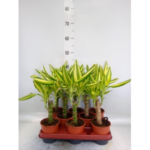 Dracaena frag. 'Yellow Coast'