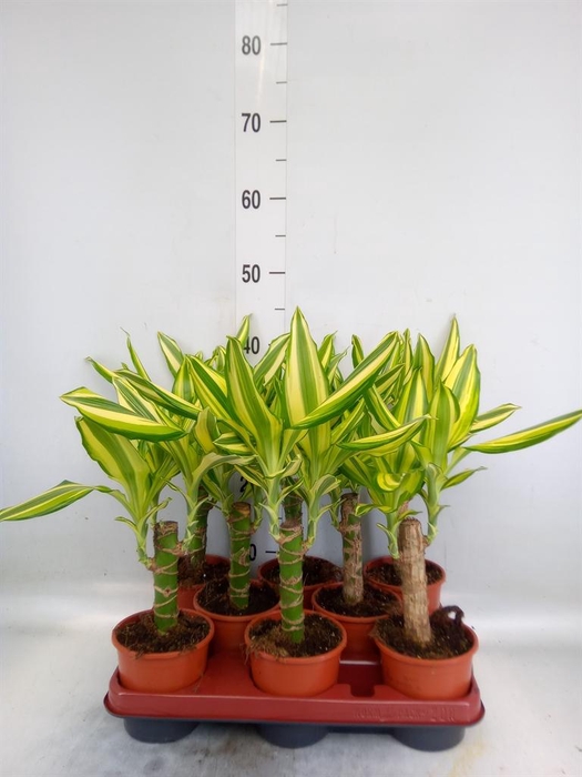 <h4>Dracaena frag. 'Yellow Coast'</h4>