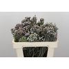 Kaaps Groen Silver Brunia