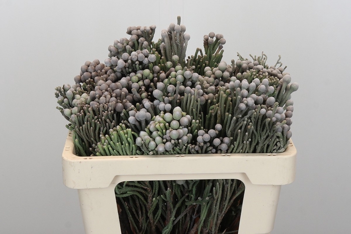 <h4>Kaaps Groen Silver Brunia</h4>