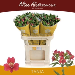 ALSTR TANIA