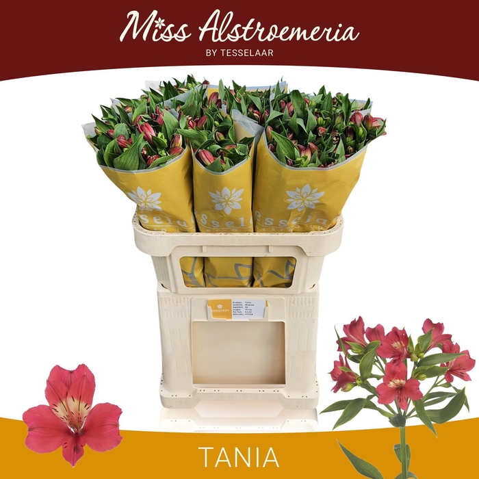 <h4>ALSTR TANIA</h4>