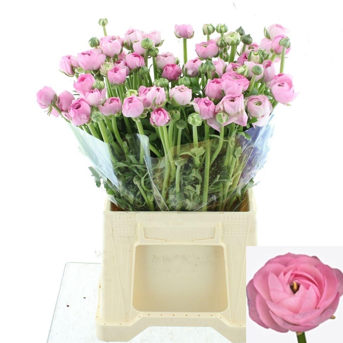 <h4>RAN EL PINK</h4>