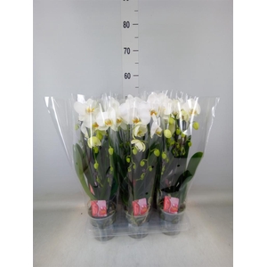 Phalaenopsis  'Elegant Cascade'