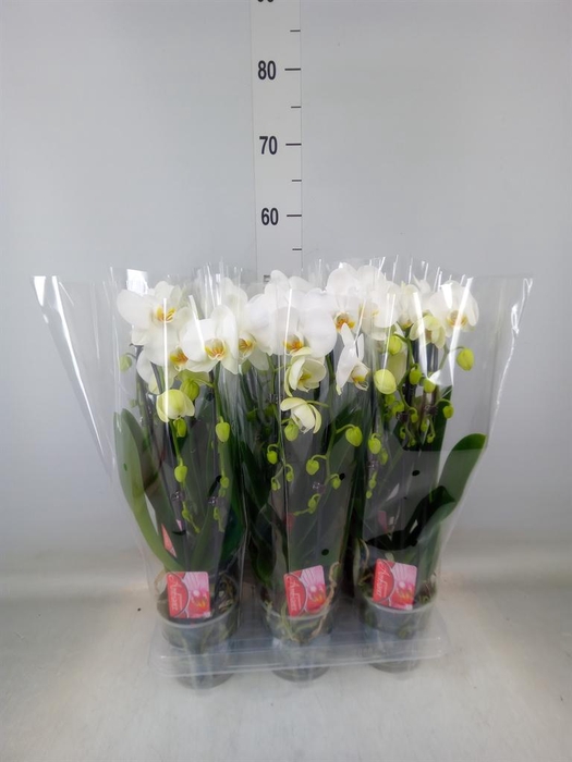 <h4>Phalaenopsis  'Elegant Cascade'</h4>