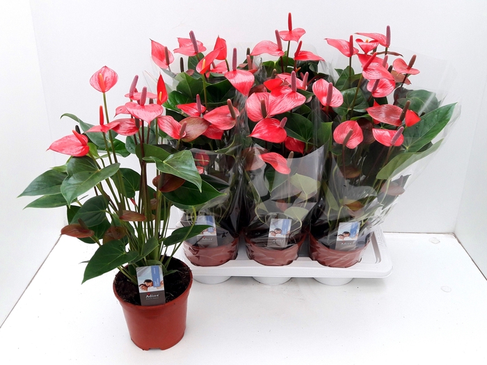 <h4>ANTHU ADIOS PINK</h4>