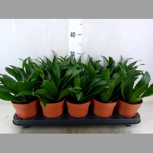 Dracaena frag. 'Compacta'