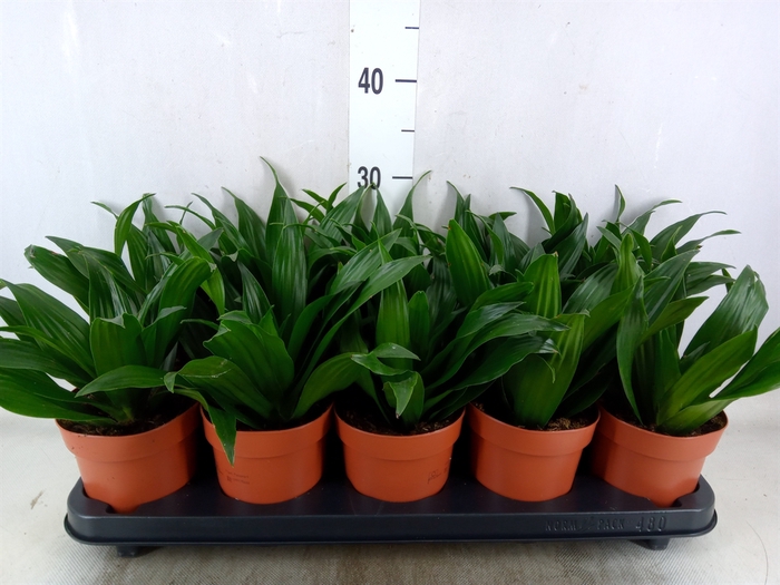 <h4>Dracaena frag. 'Compacta'</h4>