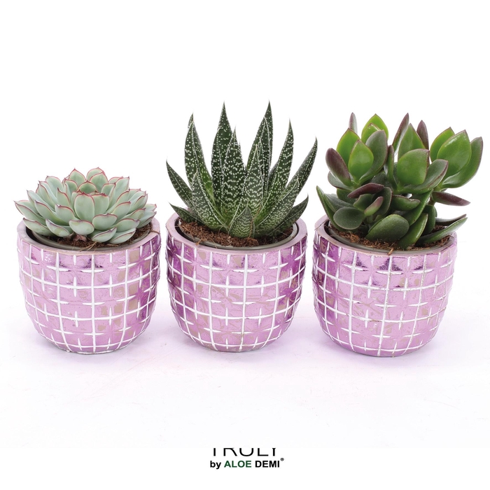 <h4>TRULY Succulent, Disco Mosaic Pink M</h4>