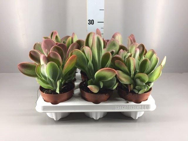 <h4>Kalanchoe NF   ...</h4>