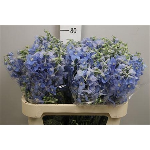 Delphinium EN 'Ballkleid'