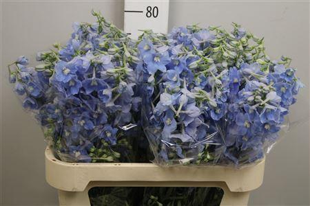 <h4>Delphinium EN 'Ballkleid'</h4>