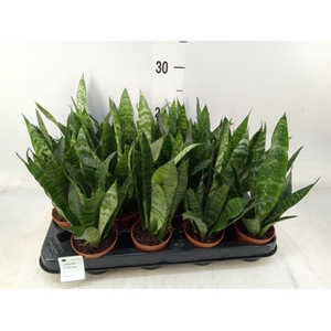 Sansevieria trifa. 'Black Coral'