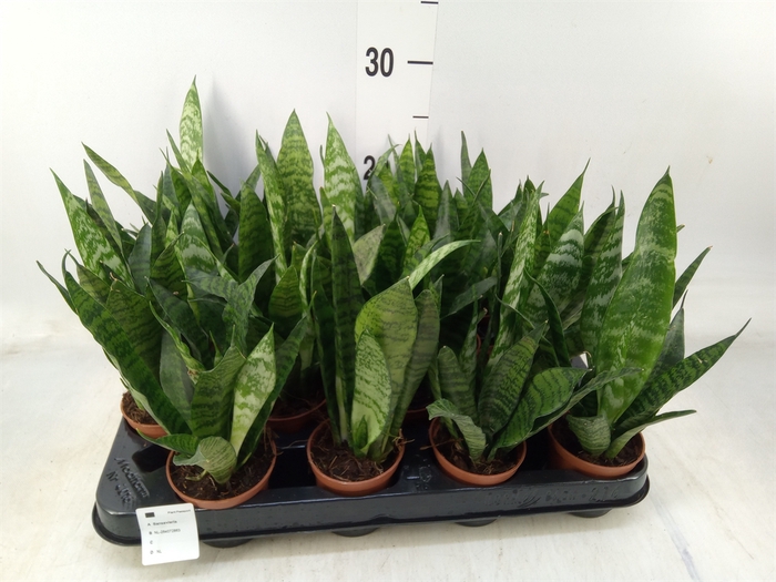 <h4>Sansevieria trifa. 'Black Coral'</h4>