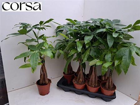 <h4>Pachira Aquatica</h4>