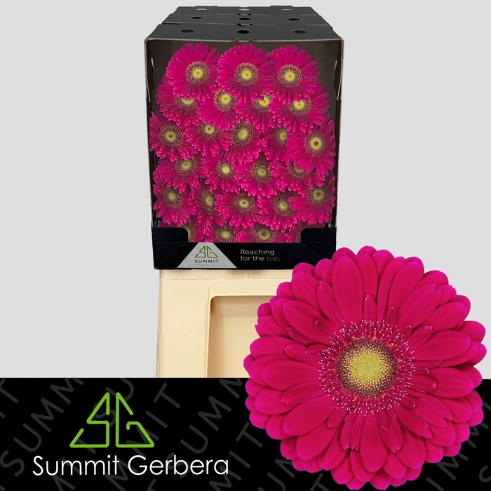 <h4>Germini Vivian Diamond</h4>