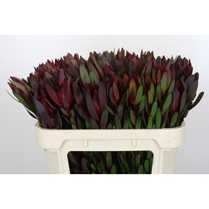 Leucadendron Saf Sunset Dark R.