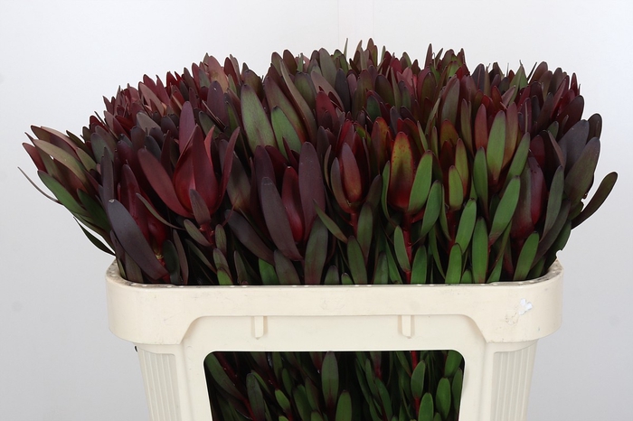 <h4>Leucadendron Saf Sunset Dark R.</h4>