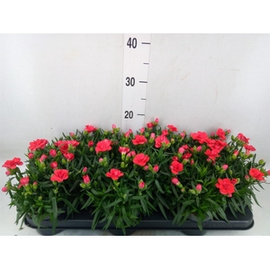 Dianthus  'Oscar Red'