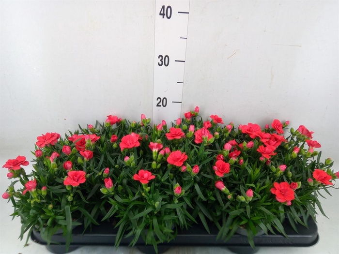 <h4>Dianthus  'Oscar Red'</h4>