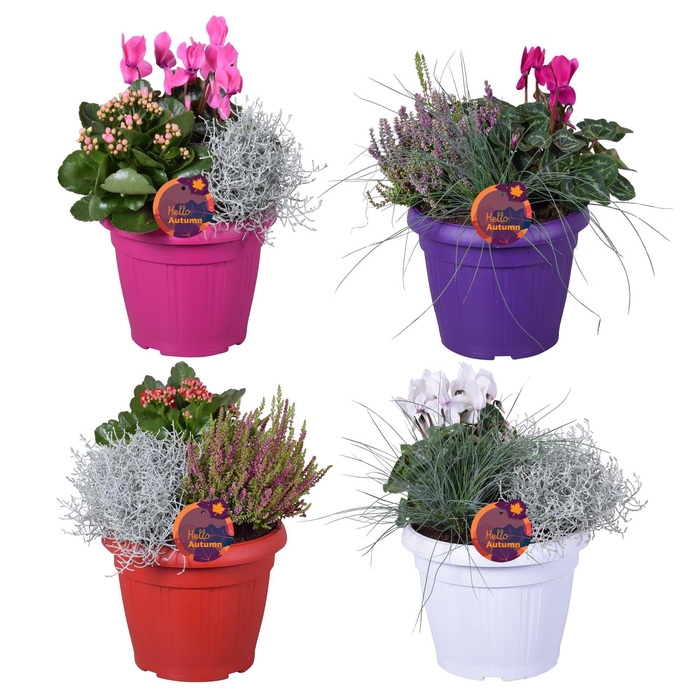 <h4>PERKPL GEM IN POT</h4>