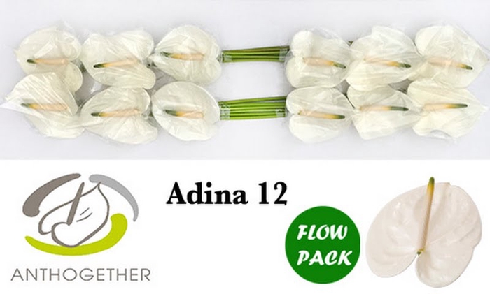 <h4>Anth A Adina Flowpack Bouman</h4>