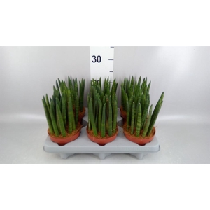 Sansevieria cyl. ...