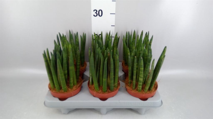 <h4>Sansevieria cyl.  ...</h4>
