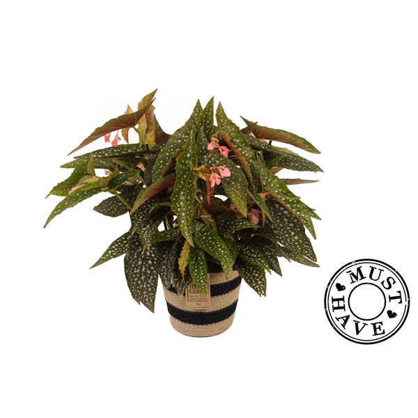 <h4>Maculata Double Dot in Jutte mand MUST HAVE</h4>