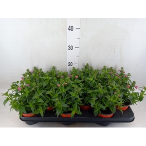 Nemesia   ...