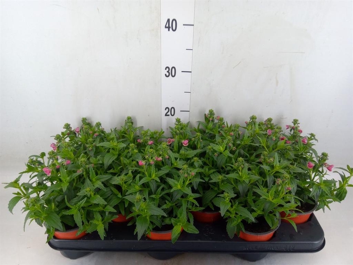 <h4>Nemesia   ...</h4>