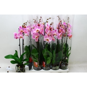 PHAL OV ROZE