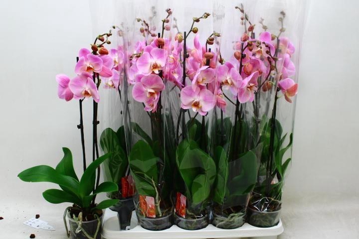 <h4>PHAL OV ROZE</h4>