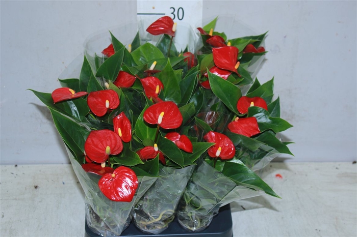 <h4>Anth An Rood Mini</h4>