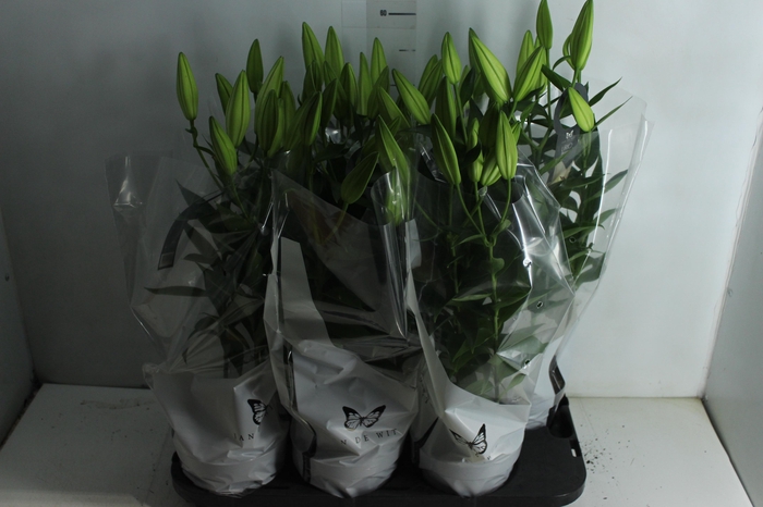 <h4>LIRIO P16 BRANCO</h4>