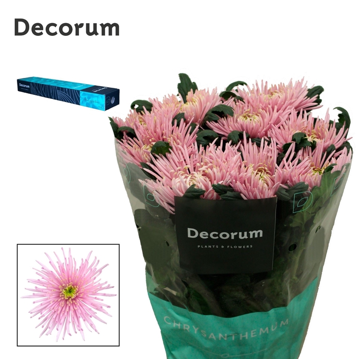 <h4>Chrysanthemum PL 'Cipria'</h4>