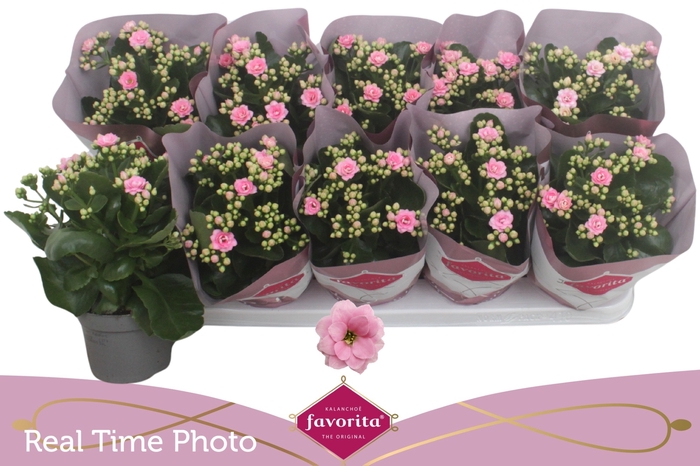 <h4>KAL GE PERFECTA PINK</h4>