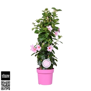 MoreLIPS® Dipladenia Sundaville licht roze piramide