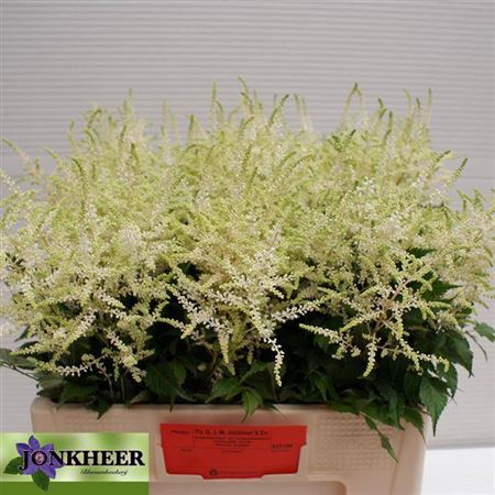 <h4>Astilbe Ja Washington</h4>