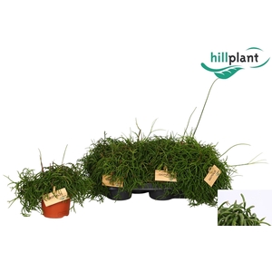 RHIPSALIS BA OASIS