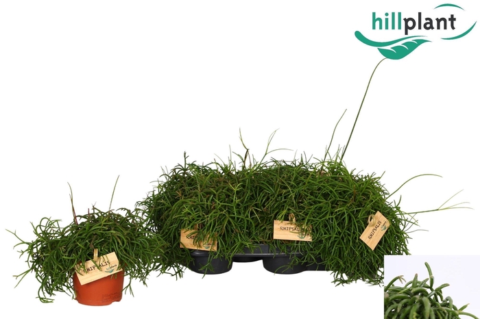 <h4>RHIPSALIS BA OASIS</h4>